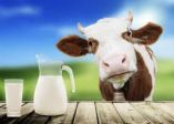 TurboMucca 🐮