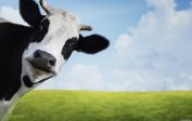 🐮 