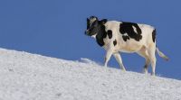 MUUU