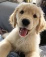 CAGNETTO 🐶 