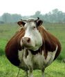 UNA BELLA MUCCA GRASSA A COLAZIONE 