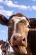 NEW MUCCA 🐮 