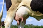 MUNGIAMO UN PO LA NUOVA MUCCA